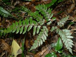 Adiantum fulvum. Adaxial surface of mature 3-pinnate frond.
 Image: L.R. Perrie © Leon Perrie CC BY-NC 3.0 NZ